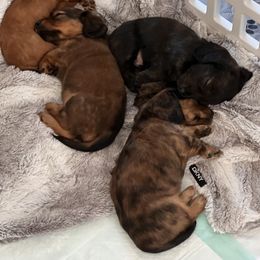 Dachshund Puppies from Texas Tiny Tales
