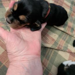 Jill - Black tan and white female Basset Hound puppy in Clio, Michigan from Nancy's Basset Hounds