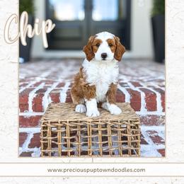 Chip - Red  male Goldendoodle puppy in Bell Buckle, Tennessee from Precious Puptown Doodles