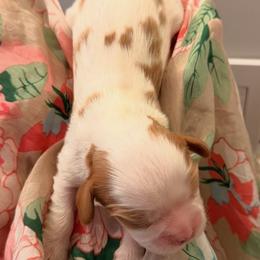 Blaze - Blenheim male Cavalier King Charles Spaniel puppy in Hemphill, Texas from Toledo Bend Cavaliers