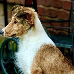 Collies and Scottish Collies from Franklin Farm Collies