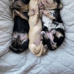 Dachshund Puppies from Dream Doxies