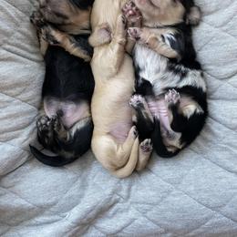 Dachshund Puppies from Dream Doxies