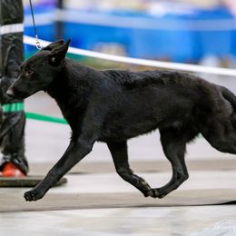 German Shepherd Puppies from Vom Cosabar