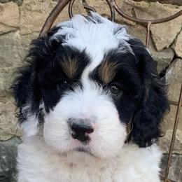 Bernedoodles from Pencroft Farm