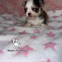 Peeps 8000 - Black sabled fawn female Chihuahua puppy in Naples, Florida from Naples Tiny Dogs