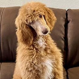 Poodles from Rolling Meadows Ranch Poodles