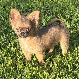Jigsaw - Blue fawn male Chihuahua puppy in Gloucester, Virginia from Charlotte's Web of Chihuahuas