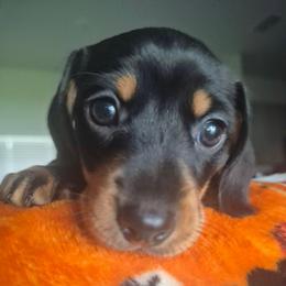 Boy born 3rd - Black and tan male Dachshund puppy in Palm Coast, Florida from The McWhirt Dachshunds