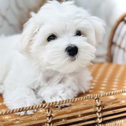 Maltese Puppies from MiaMiaMaltese Colorado