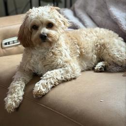 Princess - Cavapoo