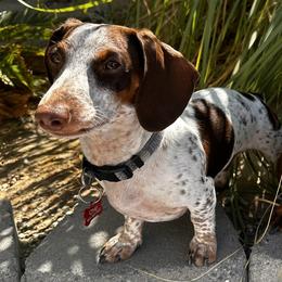 Chip - Dachshund