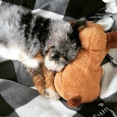 Australian Mountain Doodle Puppies from Magnolia Grove Farms