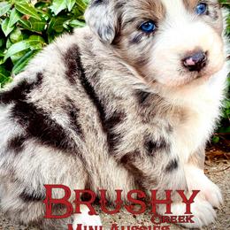 BRUSHY CREEKS SASHAY - Blue merle female Australian Shepherd puppy in Red Oak, Texas from Brushy Creek Aussies & Mini Aussies