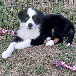 Pooh - Yellow - Boy - Black tri-color male Australian Shepherd puppy in Charlotte, North Carolina from Tranquility Trail Aussies