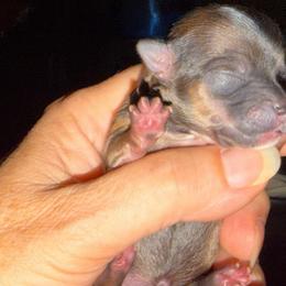 Kate - Chocolate and tan female Chihuahua puppy in Amelia, Virginia from Pannell’s Precious Pups