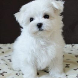 Maltese Puppies from Leona's Maltese