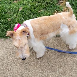 Dixie - Wire Fox Terrier