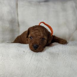 Ava OFA and CHIC sire - Red  female Poodle puppy in Westfield, North Carolina from Legacy Pets