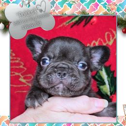 Boy 1 - Poldark - Liver male French Bulldog puppy in Elberton, Georgia from Ioney's Southern Paws Shelties, Frenchies, and Yorkies