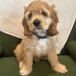 Max - Buff and white male Cocker Spaniel puppy in Simms, Texas from Clayton’s Cocker Spaniels