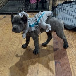 Cane Corso Puppies from Paw City Kennel