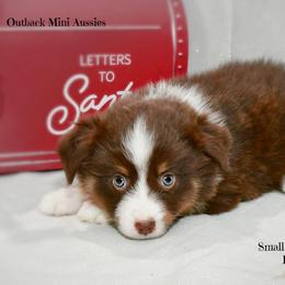 Fudge - Red tri-color male Australian Shepherd puppy in Ranger, Texas from Outback Mini Aussies