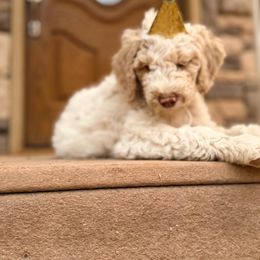 Poodle Puppies from Beansdoodles