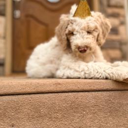 Poodle Puppies from Beansdoodles