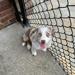 Girl 6 Purple Collar Blue Eyes - Red merle female Australian Shepherd puppy in Washington from LIT Australian Shepherds