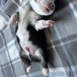 Boy 1 - Black and white male American Corgi puppy in Cocoa, Florida from Cascadian Space Coast Corgis LLC