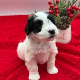 Contessa a black and silver parti - Parti female Miniature Schnauzer puppy in Russell, Kentucky from Marjorie's Simply Schnauzer
