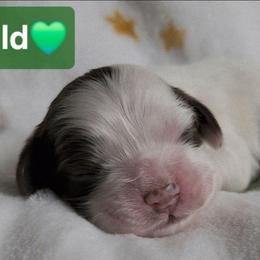 AKC Emerald - Brown roan female Cocker Spaniel puppy in Morristown, Tennessee from Down in the Holler