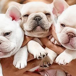 French Bulldogs from Hudson Valley Frenchies