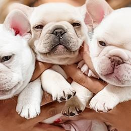 French Bulldogs from Hudson Valley Frenchies