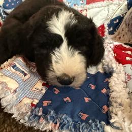 Grey - Black and white male Sheepadoodle puppy in Eleva, Wisconsin from Molly’s Doodles