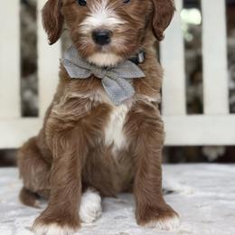 Yukon -Gray collar male - Red  male Goldendoodle puppy in Yuciapa, California from AlltheDoodlez_
