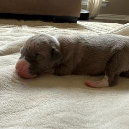 JC Chasez - White and blue fawn male Italian Greyhound puppy in Texas from Italian Greyhounds of Frisco