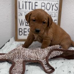 Marshmallow - Yellow male Labrador Retriever puppy in Carlsbad, New Mexico from ECMO Farm Dalmatians & Labrador Retrievers