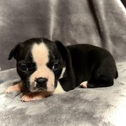 Huck - Black and white male Boston Terrier puppy in Owensville, Missouri from Country Charm Boston's