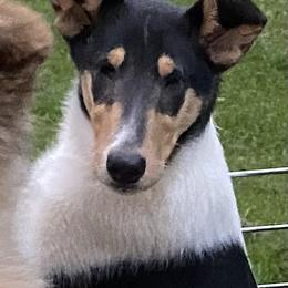 Collie Puppies from Creekwood Collies