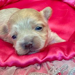 Harmony-black - Apricot female Maltipoo puppy in Howard City, Michigan from Petite Joie Puppies