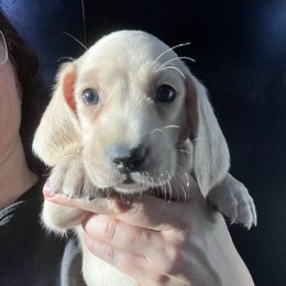 Archie-Boy 2 - Cream male Dachshund puppy in Bigfork, Minnesota from Dachshunds Up North