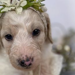 Little Girl Purple - Parti Assorted Doodle Crosses puppy in Clinton, Montana from BoLo Doodles