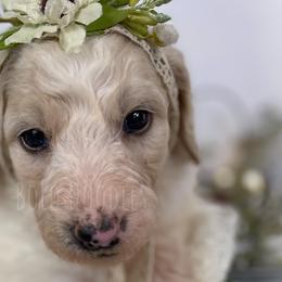 Little Girl Purple - Parti Assorted Doodle Crosses puppy in Clinton, Montana from BoLo Doodles