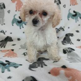Baylee - Cream male Poodle puppy in Blanch, North Carolina from Faithful Hearts Kennel