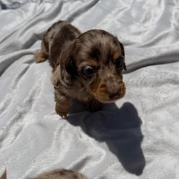 Dachshund Puppies from Pretty Dachshunds 661