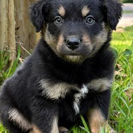 Tucker - Black tri-color male Australian Shepherd puppy in Irmo, South Carolina from Australian Shepherds of Triple S Farms