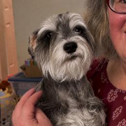 Pippa - Miniature Schnauzer