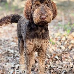 Sippy - Phantom female Bernedoodle puppy in Aubrey, Texas from Four Willows Farm